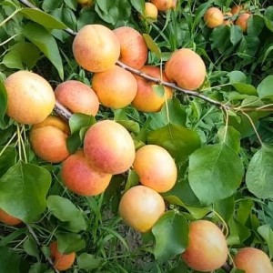 Саженец абрикоса Эсделик
