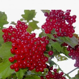 Саженец калины Марии