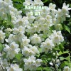 Саженцы чубушника (жасмина садового) Жемчуг - комплект 5 шт.