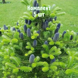 Саженцы ели корейской 60-100 см - комплект 5 шт.
