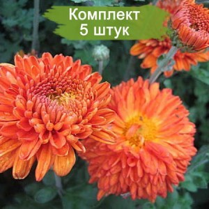 Саженцы среднецветковой хризантемы оранжевой Пектораль  (Pectoral) -  комплект 5 шт.