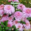 Саженцы хризантемы Розовый фламинго - комплект 5 шт.