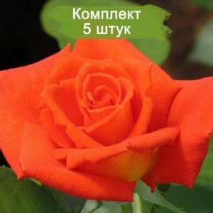Саженцы чайно-гибридной розы Моника (Monika) -  комплект 5 шт.