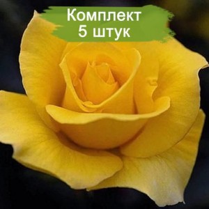 Саженцы чайно-гибридной розы Папилон (Papillon) -  комплект 5 шт.