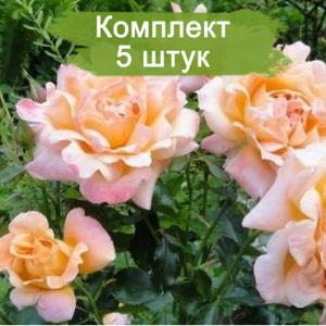 Саженцы розы флорибунды Раффлс (Ruffles) -  комплект 5 шт.