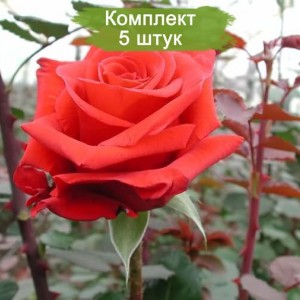 Саженцы чайно-гибридной розы Ред берлин (Red Berlin) -  комплект 5 шт.