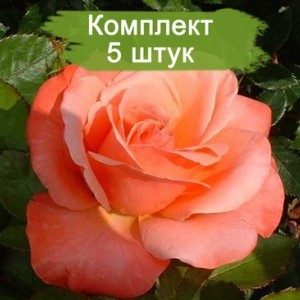 Саженцы штамбовой розы Сильве Джюбилей (Silver Jbuilee) -  комплект 5 шт.