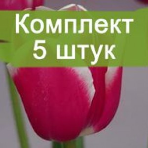 Луковицы тюльпана Фуранд (Furand) -  комплект 5 шт.