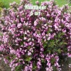 Саженцы вейгелы гибридной Нана Пурпуреа - комплект 5 шт.