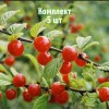 Саженцы вишни войлочной Трианы - комплект 5 шт.