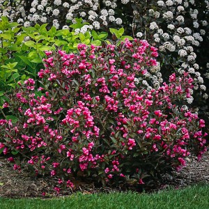 Саженец вейгелы садовой Виктория (Weigela Victoria)