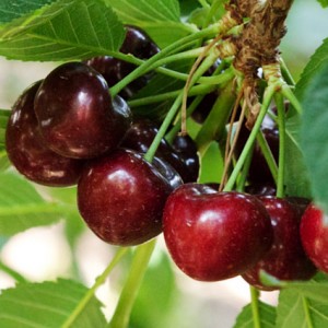 Саженец вишни Кирина