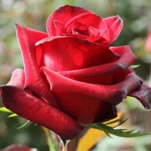 Саженец чайно-гибридной розы Ред Париж (Red Paris)
